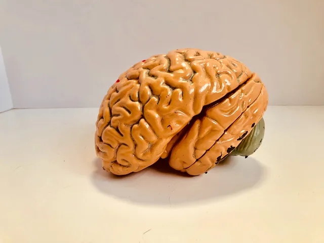 Bertie Does Brain Profiling Live on Radio! #DevelopmentStream EP09