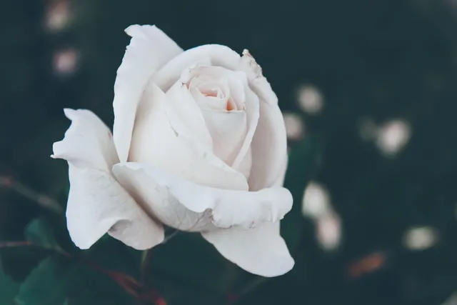 Embracing Your Unique Journey: The Truth About Late Bloomers